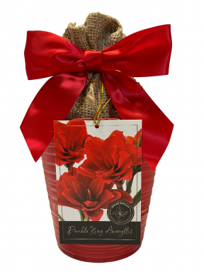 Double King Amaryllis Growing Kit- Ceramic Pot, Big Charisma Bulb, a Burlap Bag and Growing Medium!!